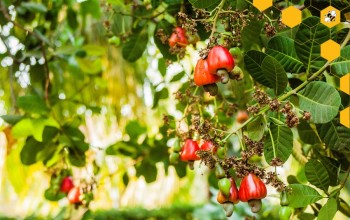 Where in the World Are Cashews Grown?